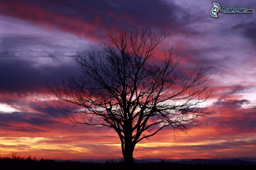 siluett av ett träd, lila himmel