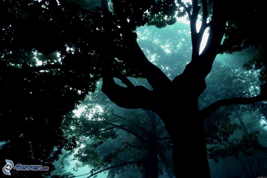 siluett av ett träd, mörk skog
