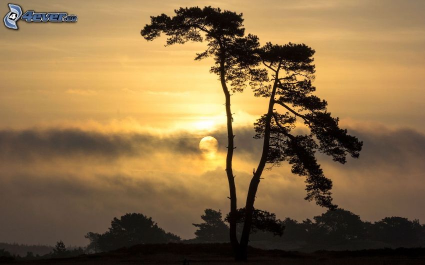 siluett av ett träd, solnedgång