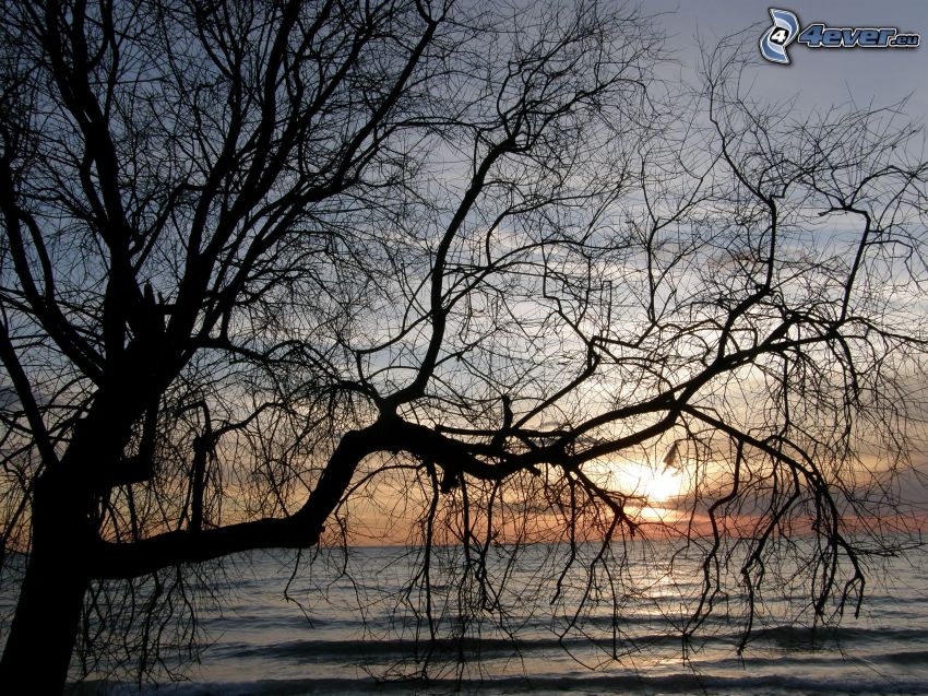 siluett av ett träd, solnedgång över hav