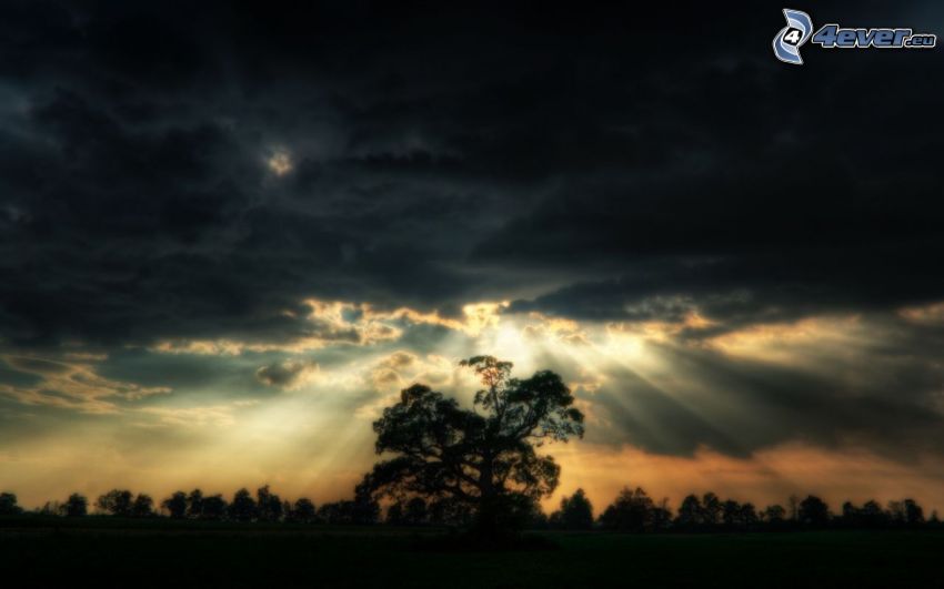 siluett av ett träd, solstrålar, sol bakom molnen, mörk himmel