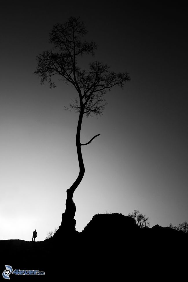 siluett av ett träd