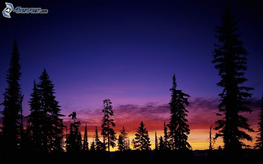 siluetter av träd, kvällshimmel, barrskog