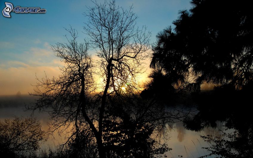 siluetter av träd, solnedgång över sjö