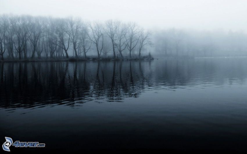 sjö, skog, dimma