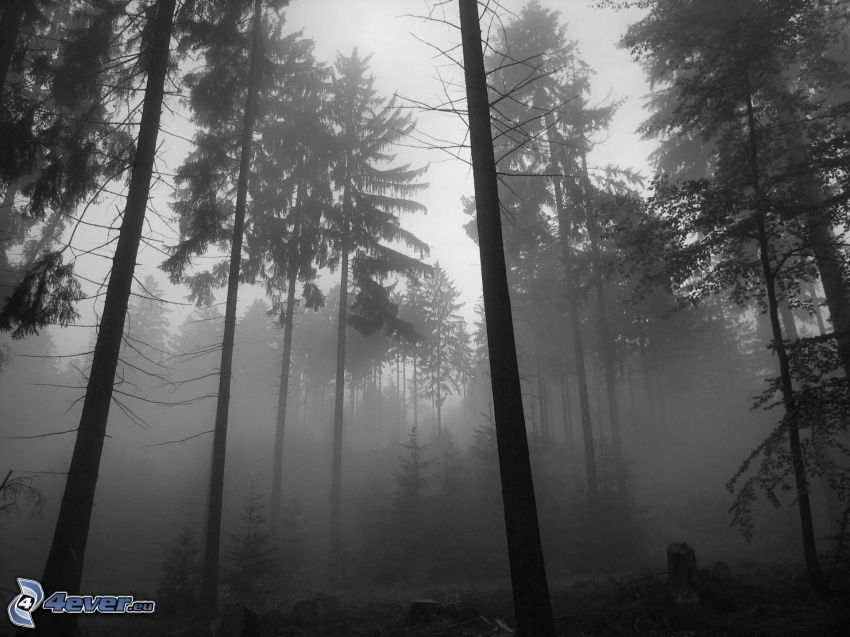 skog, dimma