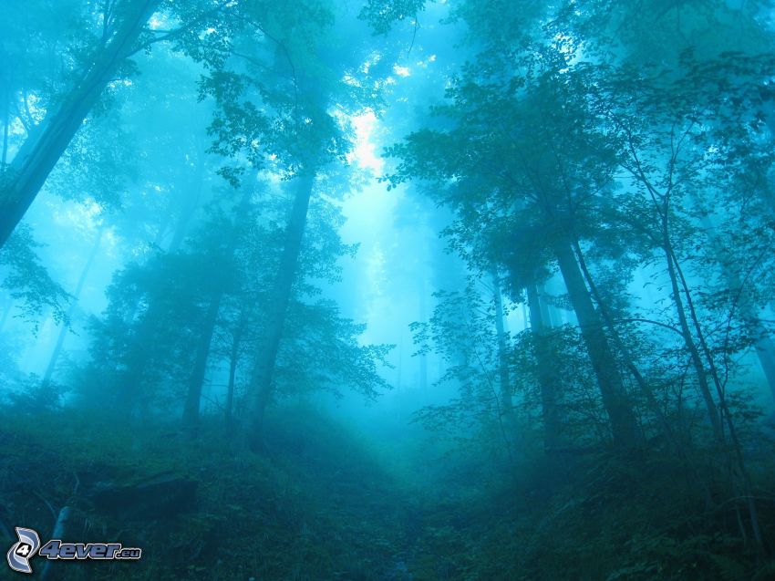 skog, dimma