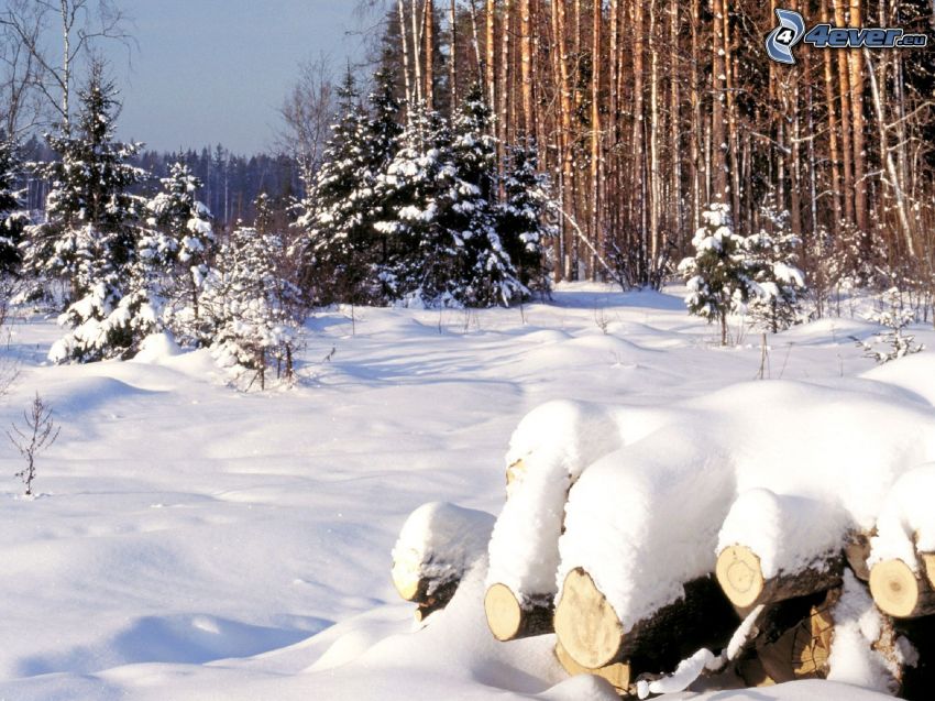 skog, snö, trä