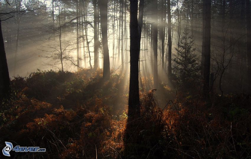 skog, solstrålar