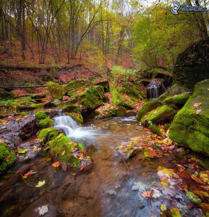 skogsbäck, klippor, mossa, höstskog