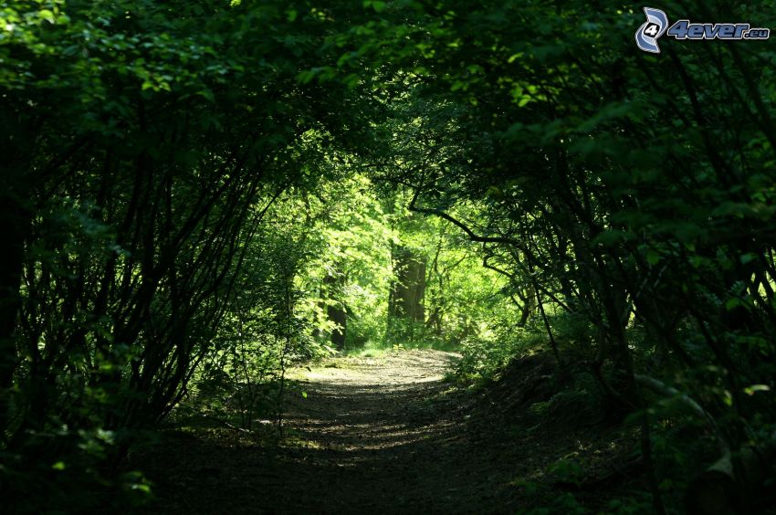 skogsstig, grön tunnel