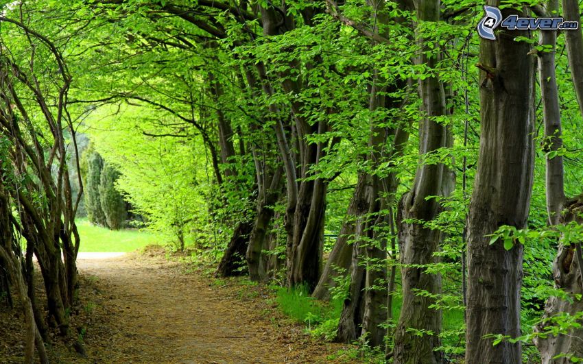 skogsstig, träd, grön tunnel