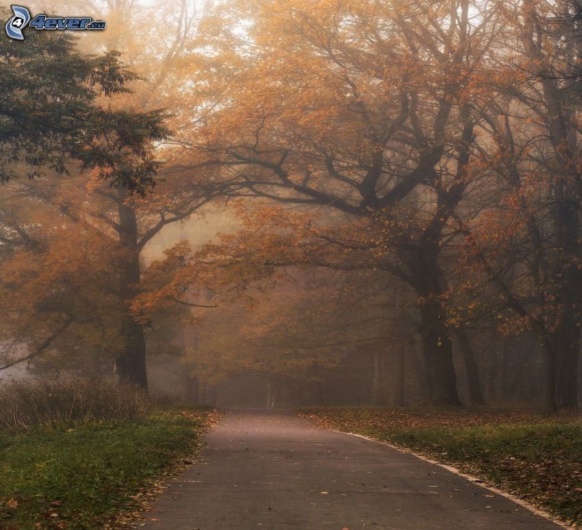 skogsväg, gula träd, dimma i skog