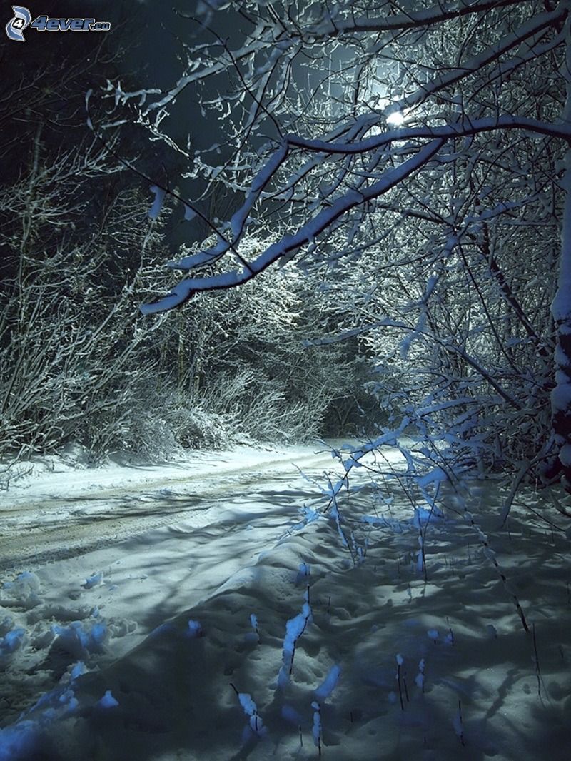 skogsväg, snöig skog