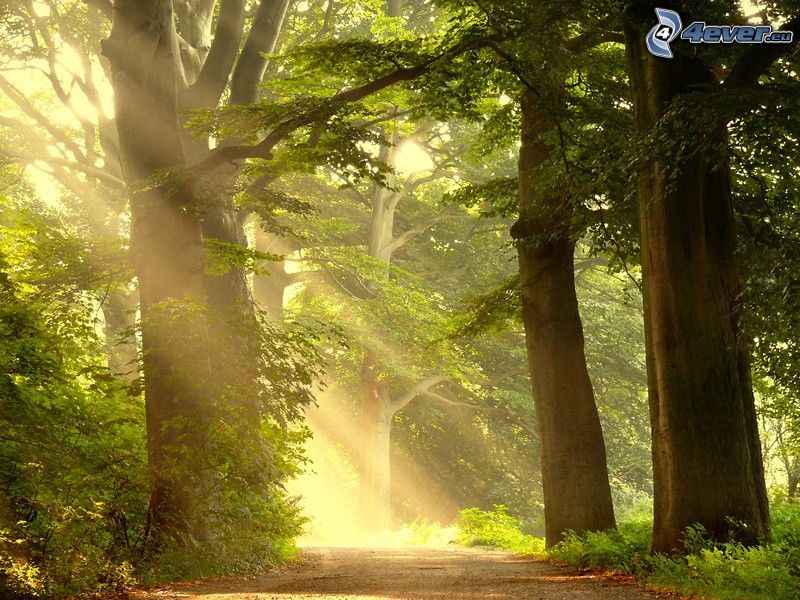 skogsväg, stora träd, solstrålar