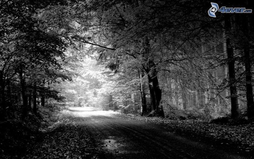 skogsväg, svartvitt foto