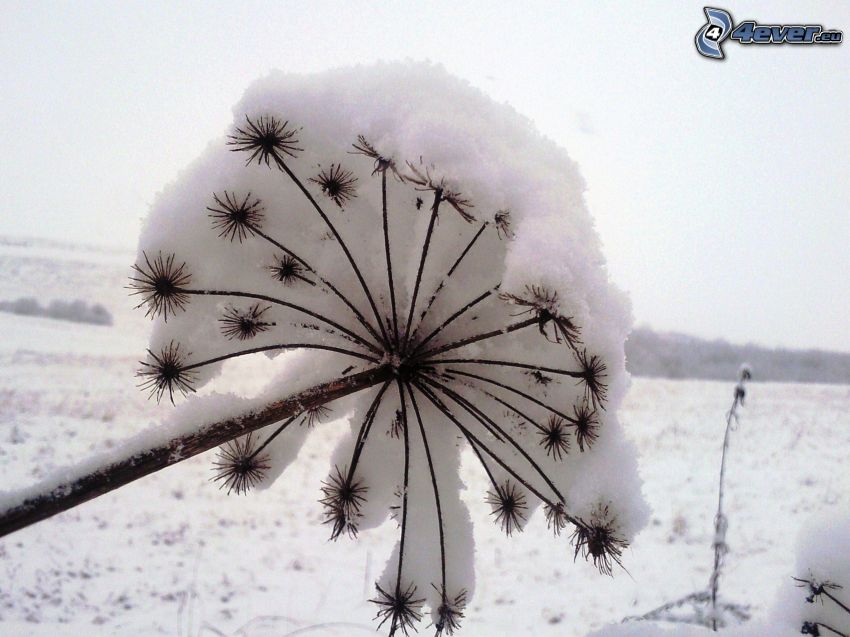 snö, vinter