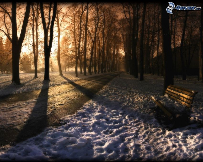 snöig skog, bänk