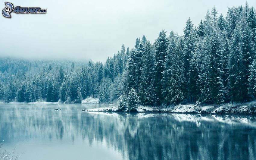 snöig skog, sjö