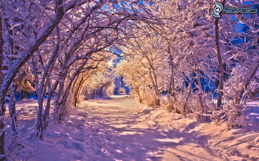 snöig väg, snöklädda träd