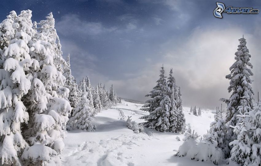 snöigt landskap, snöklädda träd