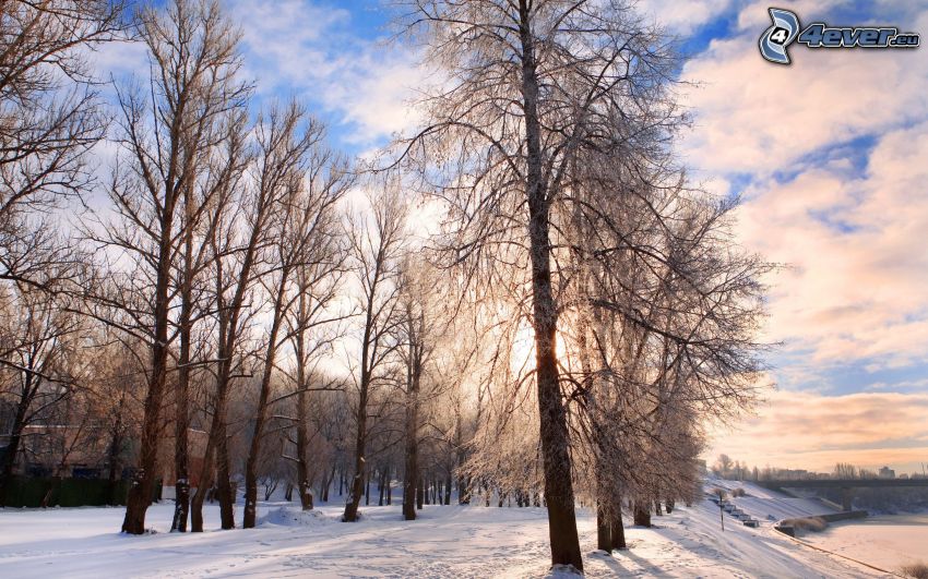 snöigt landskap, träd, sol