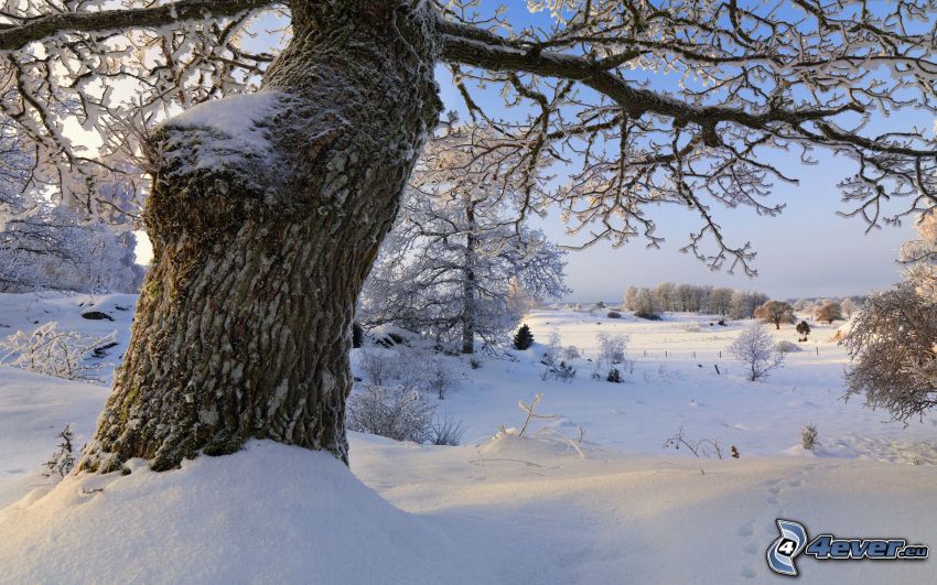 snöigt landskap, träd
