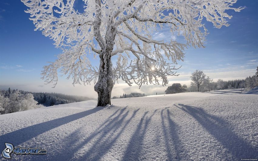snöigt träd, snöigt landskap