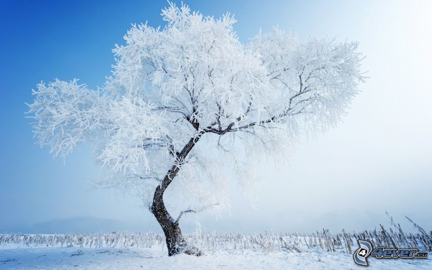 snöigt träd