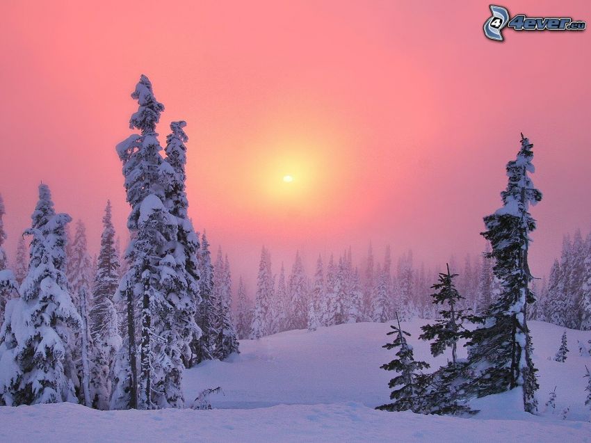 snöklädda träd, snö, svag sol, rosa himmel