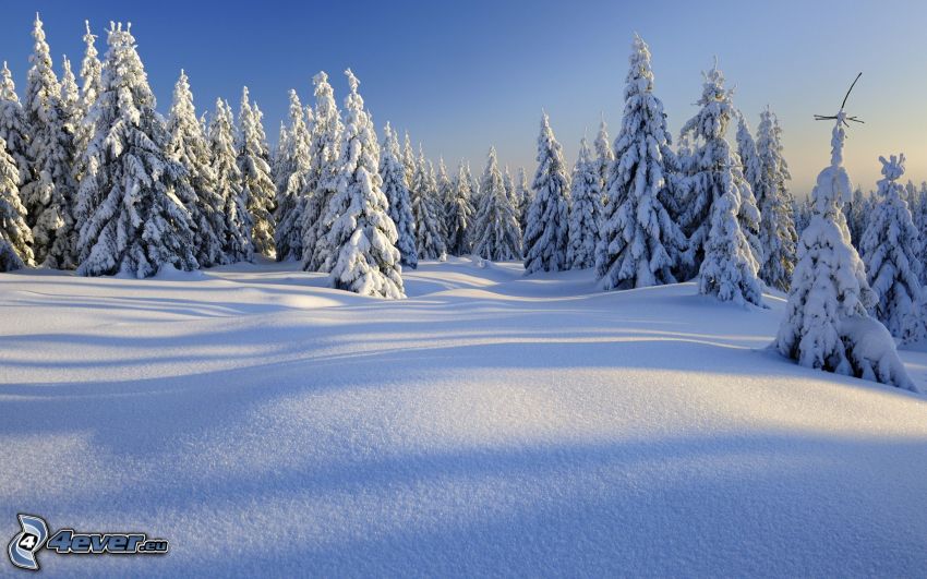 snöklädda träd, snö