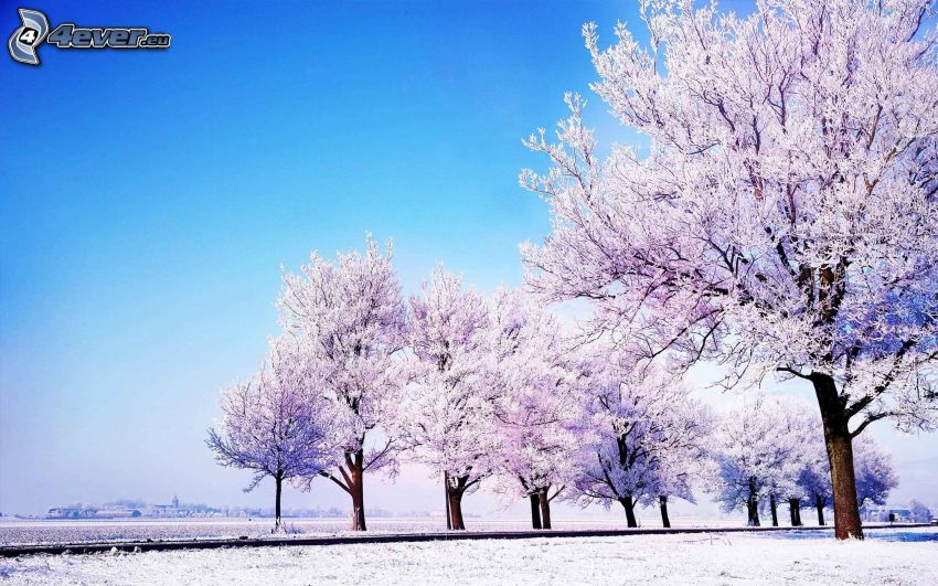 snöklädda träd, snöig äng