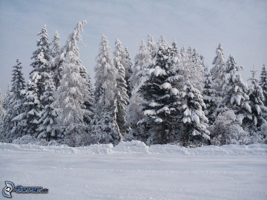 snöklädda träd, snöig äng