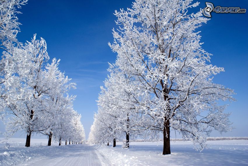 snöklädda träd, snöig väg
