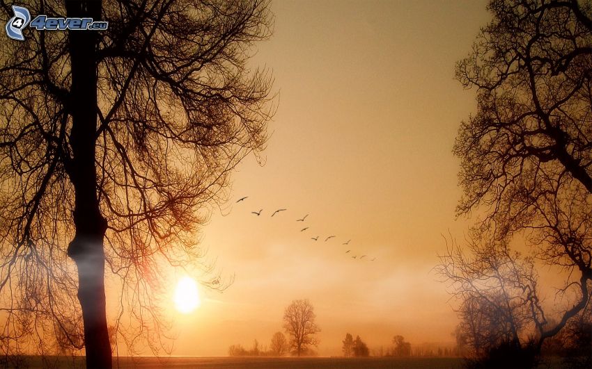 solnedgång, siluetter av träd, fåglar