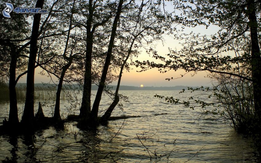 solnedgång bakom sjö, träd