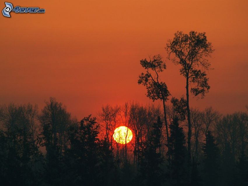solnedgång bakom skogen, siluetter av träd, orange himmel