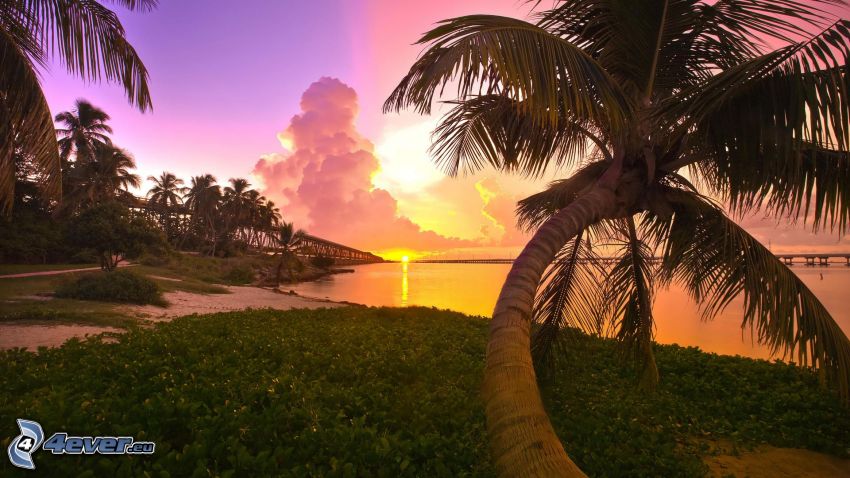 solnedgång över havet, palmer
