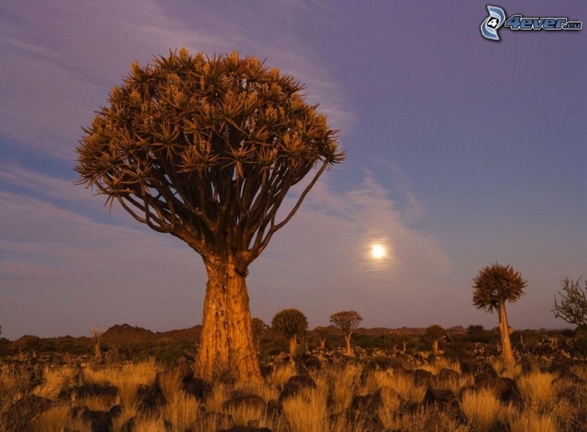 solnedgång på savann, träd