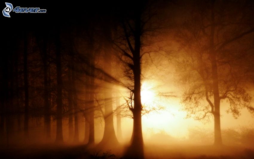 solstrålar, siluetter av träd, dimma