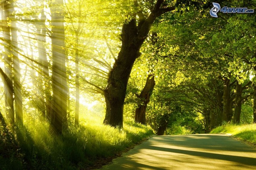 solstrålar, skogsväg, gröna träd