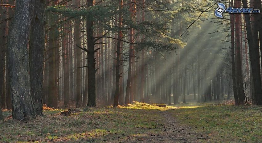 solstrålar i skog, barrskog