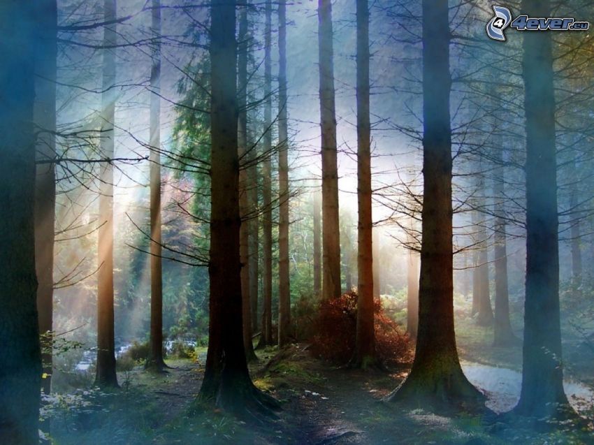 solstrålar i skog, dimma