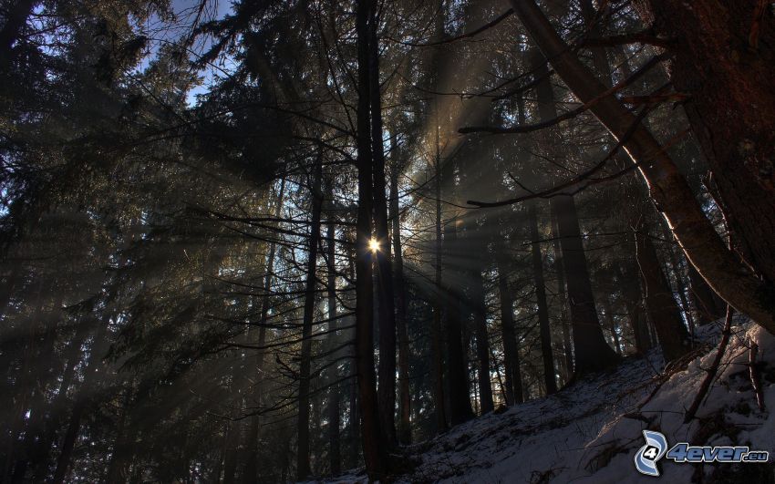solstrålar i skog
