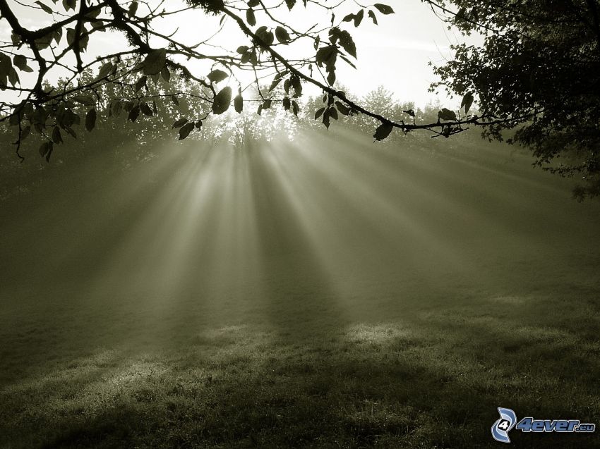 solstrålar i skog