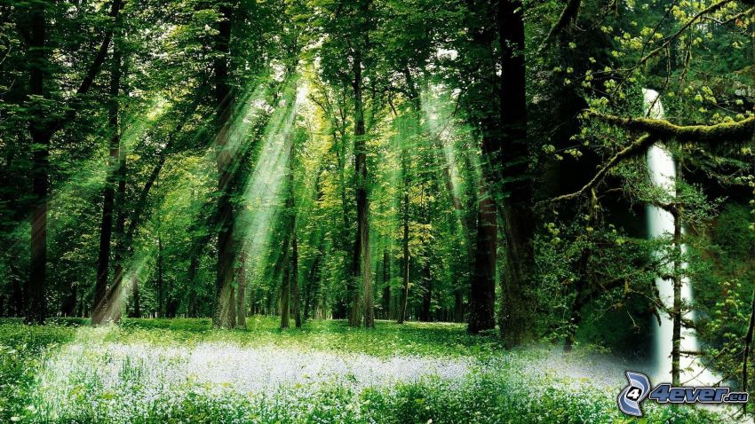 solstrålar i skog