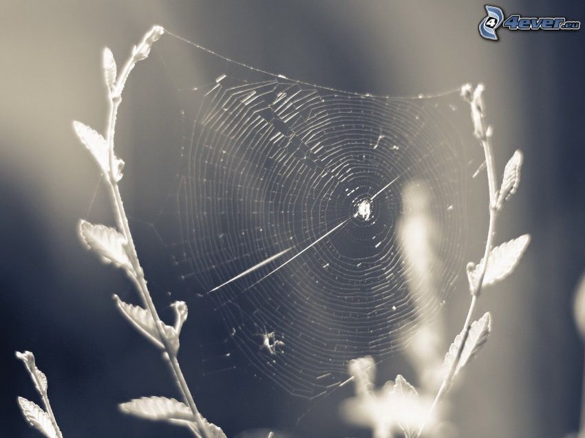 spindelnät, svartvitt foto
