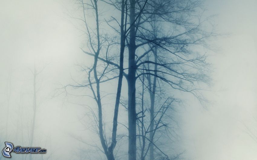 träd, dimma