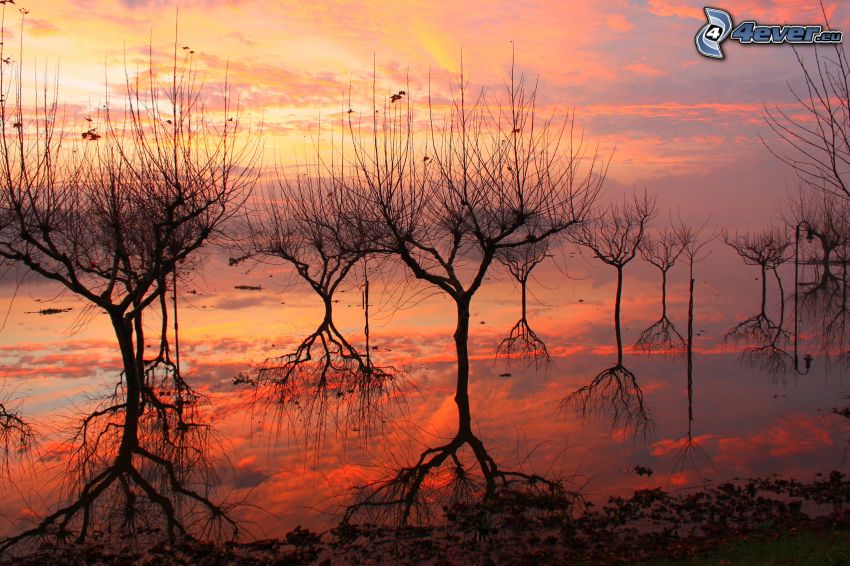 träd, sjö, efter solnedgången
