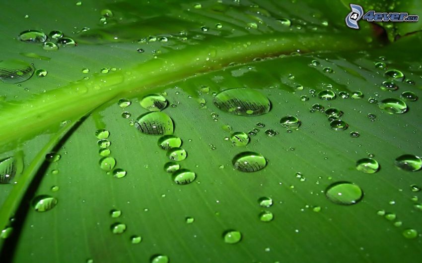 vattendroppar, grönt blad